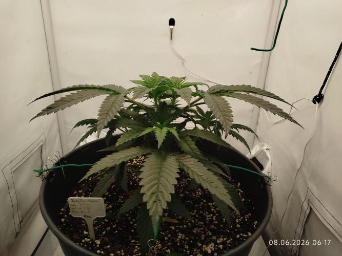 Zesty Bliss. Week 5