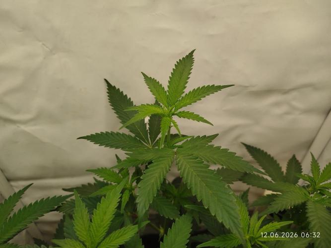 Pinky 💣. Week 7