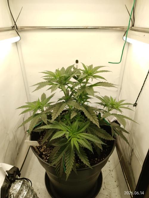 Zesty Bliss. Week 6
