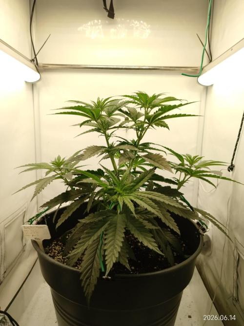 Zesty Bliss. Week 6