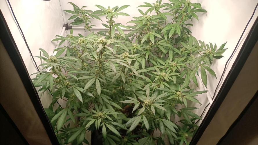 DJ Short - Blueberry Regular F5. Week 17