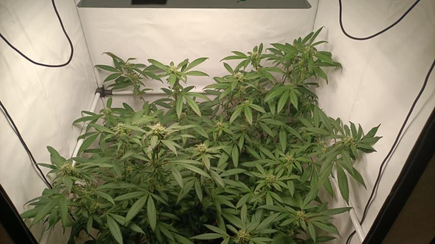 DJ Short - Blueberry Regular F5. Week 17