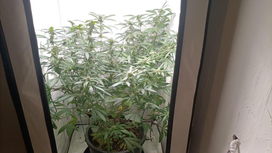 DJ Short - Blueberry Regular F5. Week 17