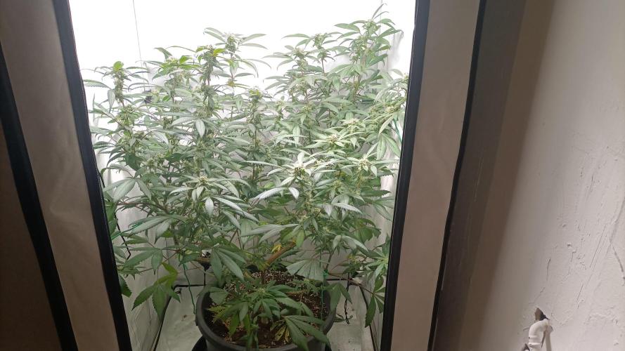 DJ Short - Blueberry Regular F5. Week 17