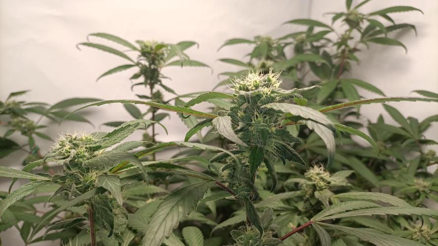 DJ Short - Blueberry Regular F5. Week 17