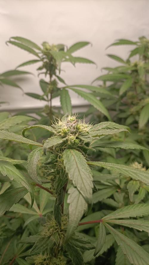 DJ Short - Blueberry Regular F5. Week 17