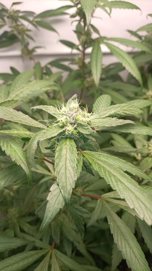 Blueberry. Week 17