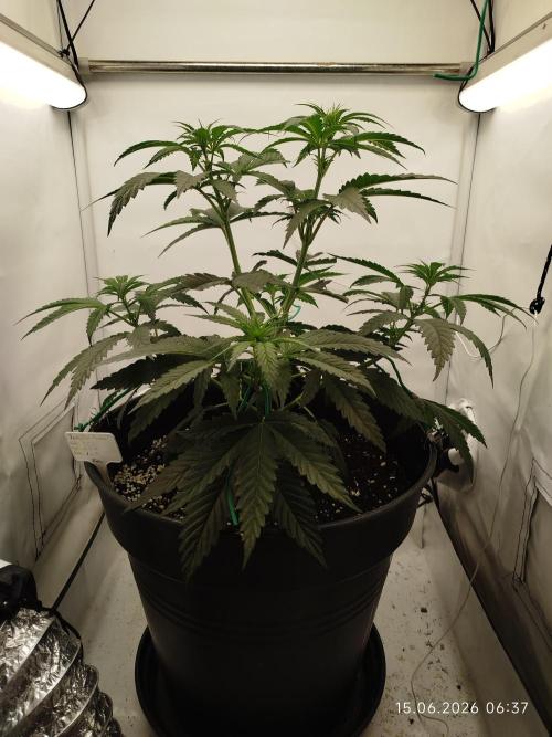 Zesty Bliss. Week 6