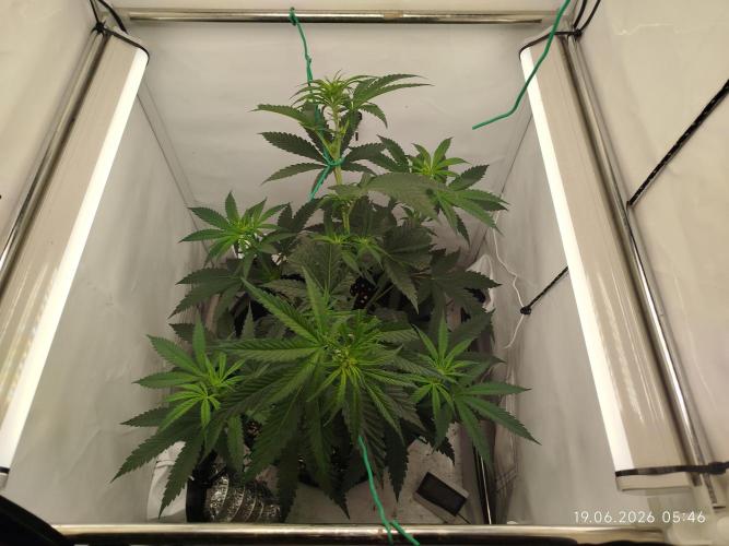 Zesty Bliss. Week 7