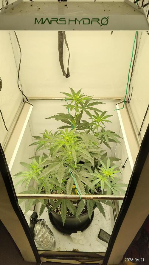 Zesty Bliss. Week 7