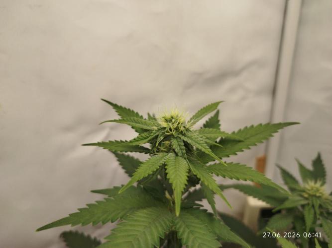 Pinky 💣. Week 9