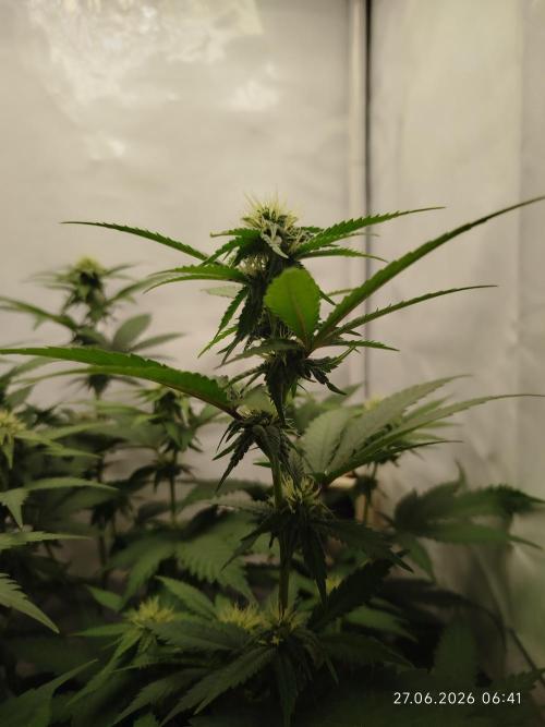 Pinky 💣. Week 9
