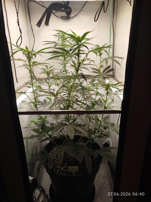 Zesty Bliss. Week 8