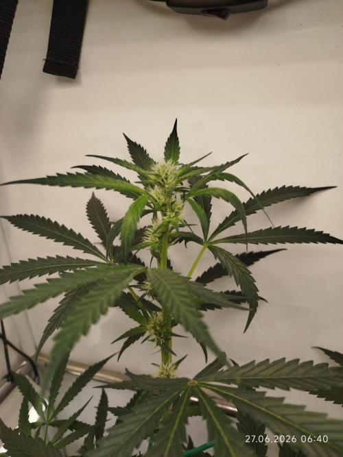 Zesty Bliss. Week 8