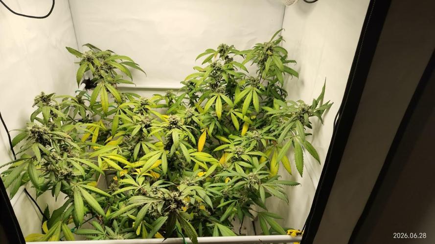 DJ Short - Blueberry Regular F5. Week 19