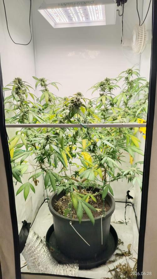 DJ Short - Blueberry Regular F5. Week 19