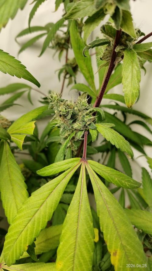 DJ Short - Blueberry Regular F5. Week 19