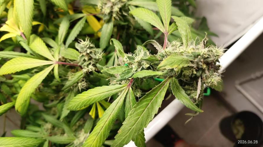 DJ Short - Blueberry Regular F5. Week 19