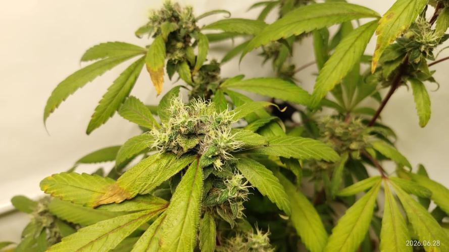 DJ Short - Blueberry Regular F5. Week 19
