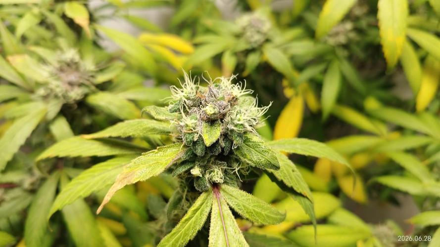 DJ Short - Blueberry Regular F5. Week 19