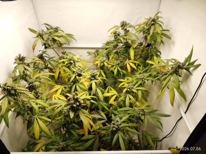 DJ Short - Blueberry Regular F5. Week 20