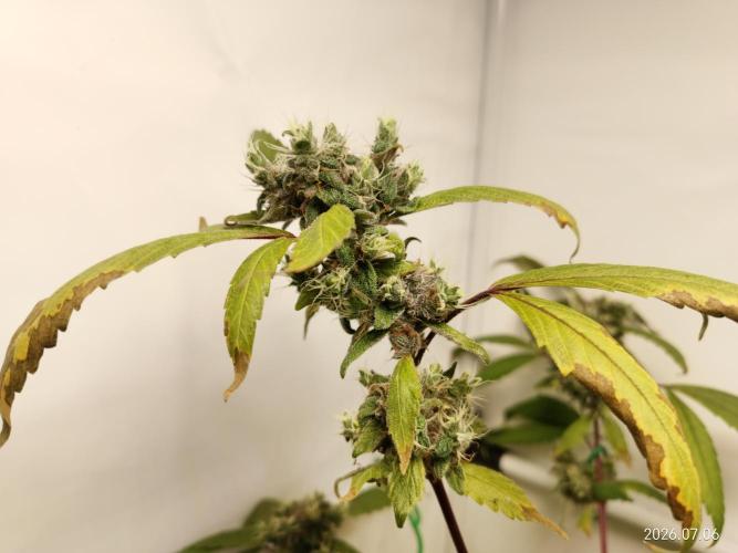 Blueberry. Week 20