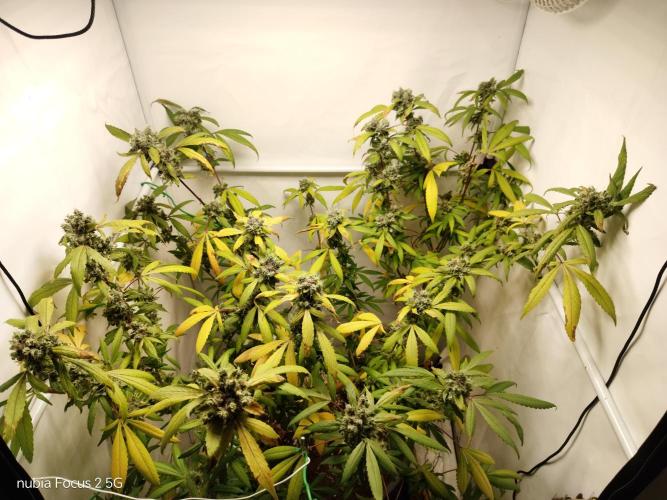 DJ Short - Blueberry Regular F5. Week 21