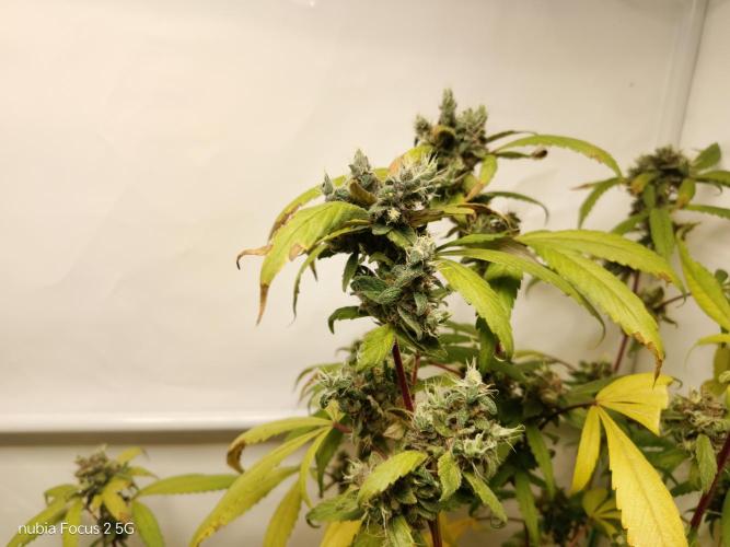 DJ Short - Blueberry Regular F5. Week 21
