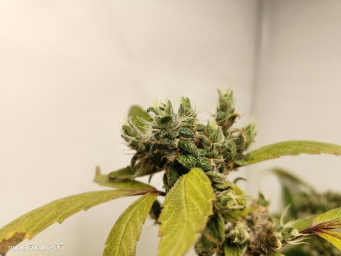 Blueberry. Week 21