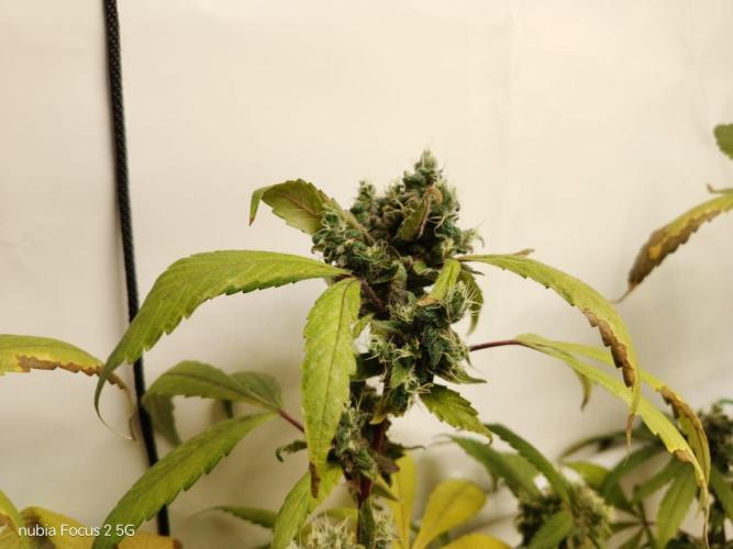 DJ Short - Blueberry Regular F5. Week 22