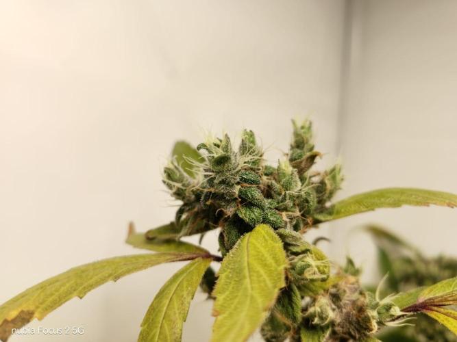 Blueberry. Week 22