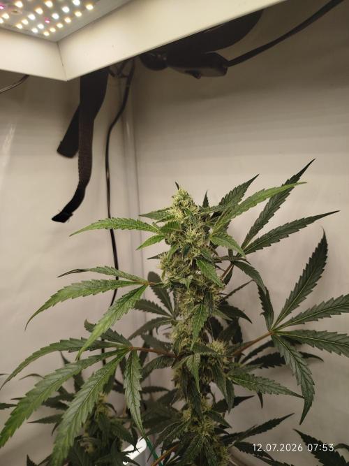 Zesty Bliss. Week 10