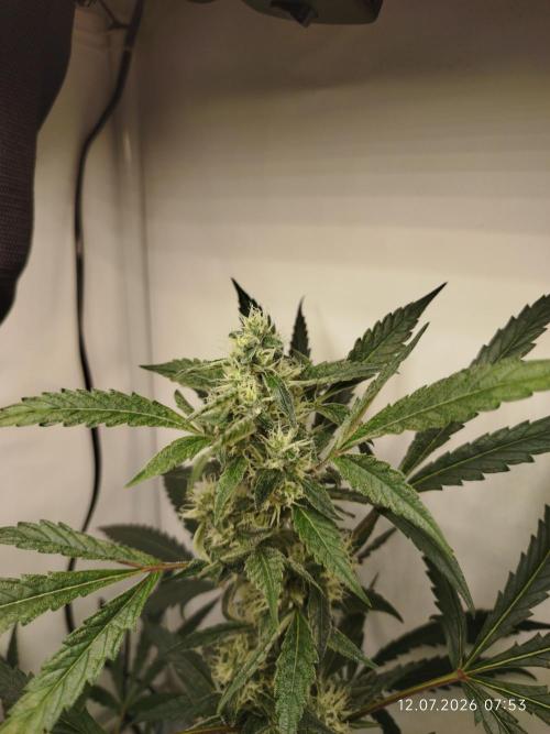 Zesty Bliss. Week 10