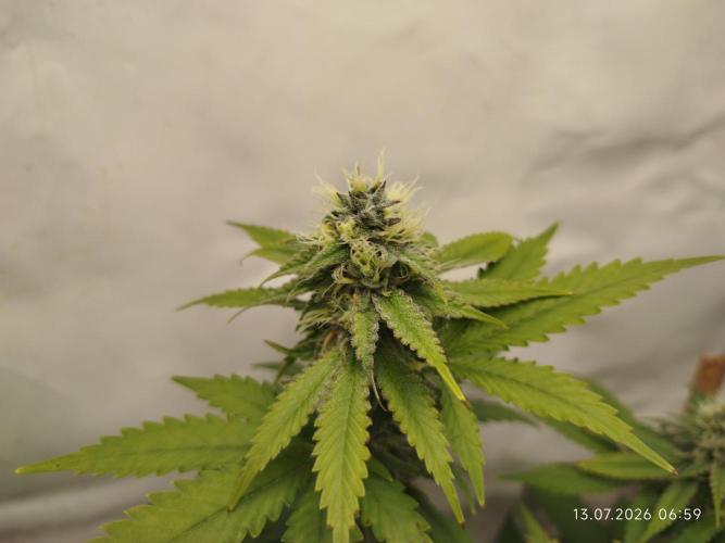 Pinky Bomb . Week 11