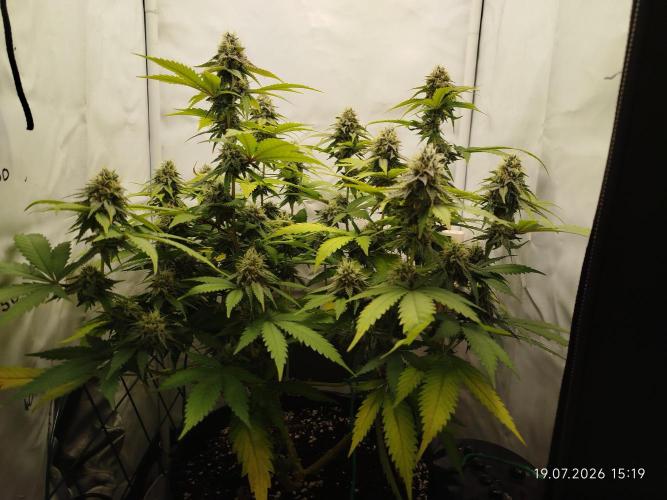 Pinky 💣. Week 12