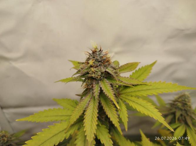 Pinky 💣. Week 13