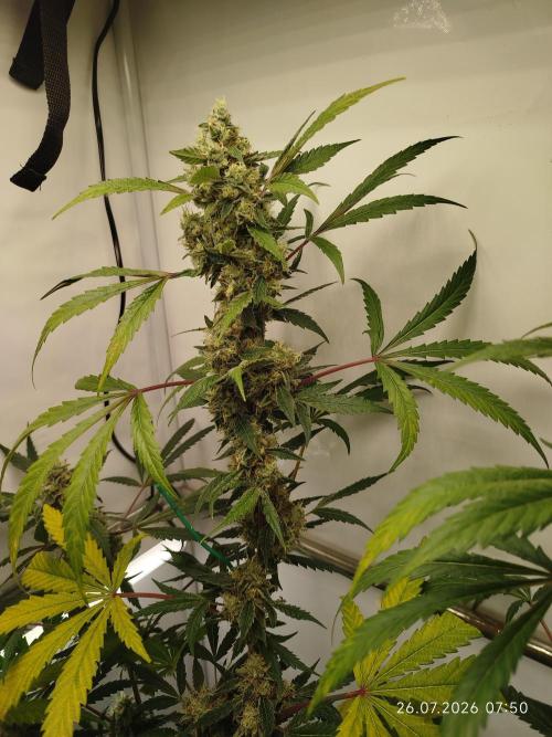 Zesty Bliss. Week 12