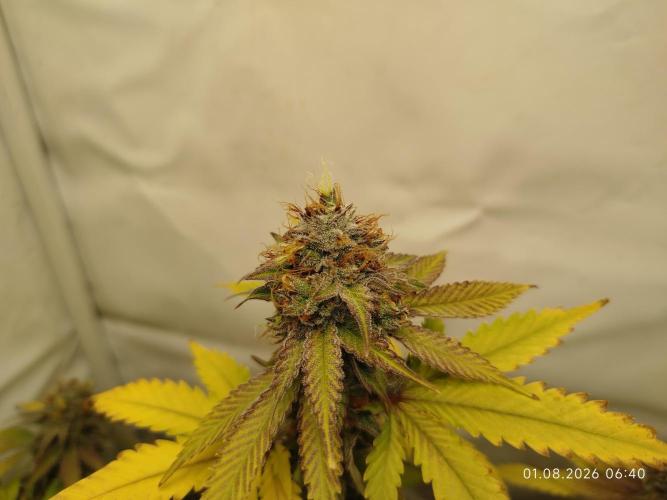 Pinky 💣. Week 14