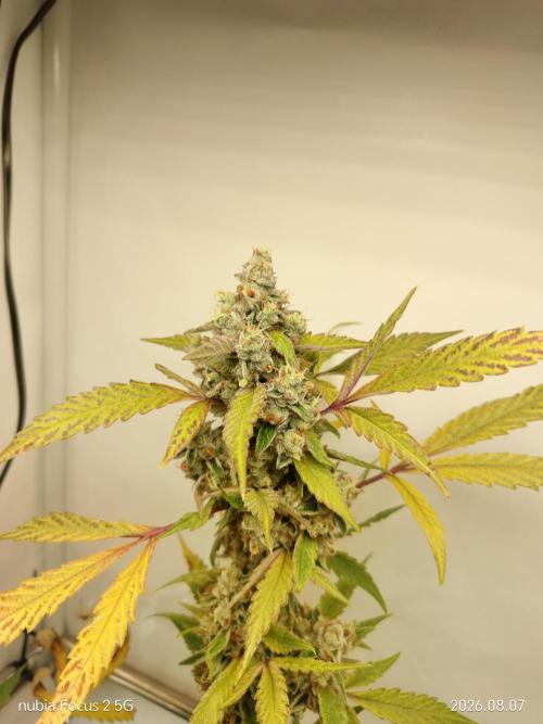 Zesty Bliss. Week 14