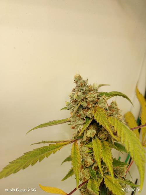 Zesty Bliss. Week 14