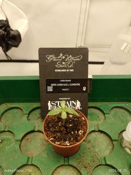 GHS Lemon Orange. Week 0