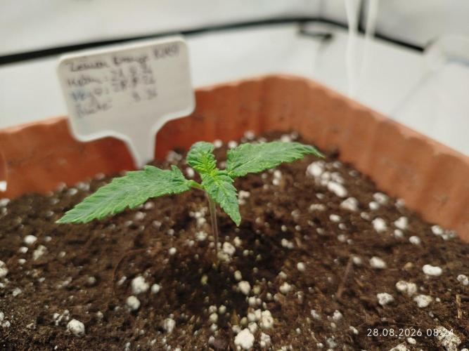 GHS Lemon Orange. Week 1