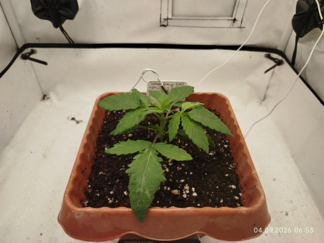 GHS Lemon Orange. Week 2