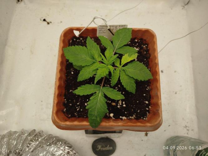 Lemon Orange. Week 2