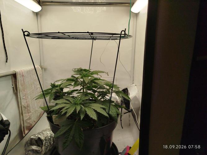 GHS Lemon Orange. Week 4