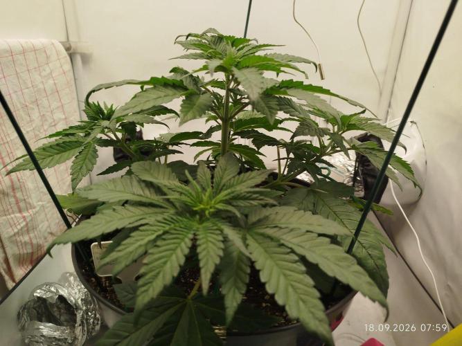 GHS Lemon Orange. Week 4