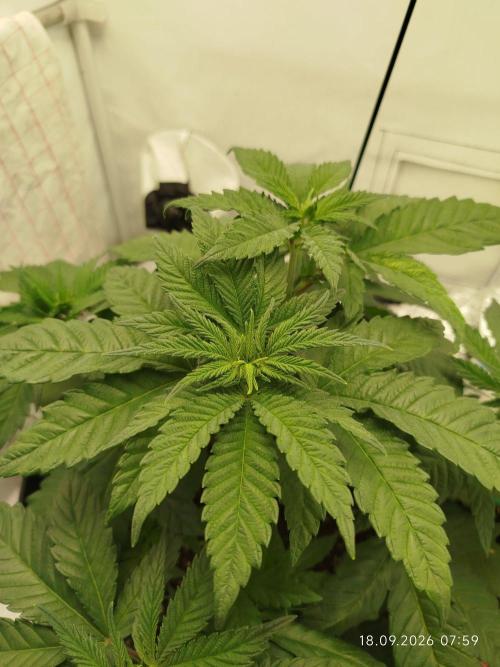 GHS Lemon Orange. Week 4