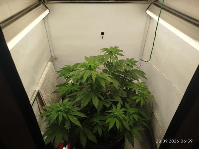 GHS Lemon Orange. Week 5