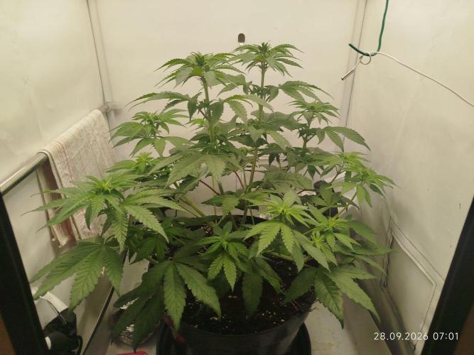 GHS Lemon Orange. Week 5