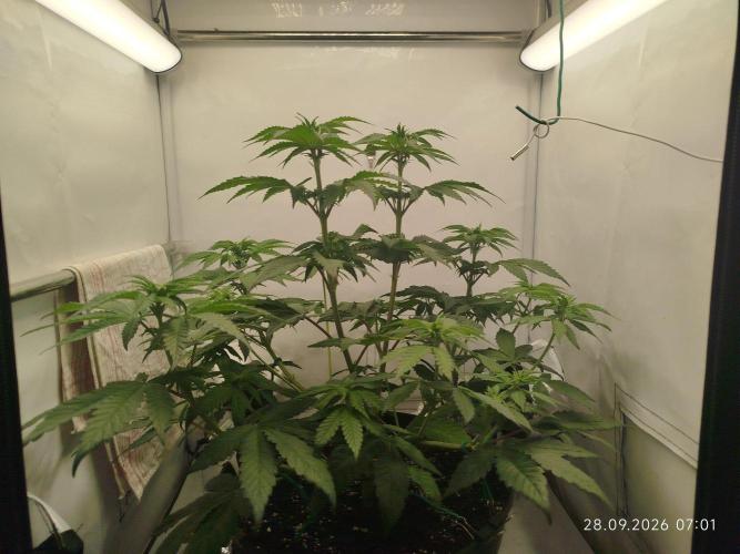 GHS Lemon Orange. Week 5
